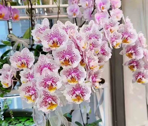 Orchidee phalaenopsis 606 - phalaenopsis,